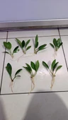 Canlı Bitki L279 Anubias congensis broad thumbnail 1