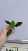 Canlı Bitki L279 Anubias congensis broad thumbnail 3