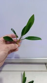Canlı Bitki L279 Anubias congensis broad thumbnail 6