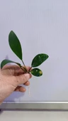 Canlı Bitki L279 Anubias congensis broad thumbnail 2