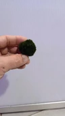 Canlı Bitki Yosun Topu ML thumbnail 2