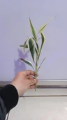 Canlı Bitki L063 dracaena sanderiana thumbnail 5