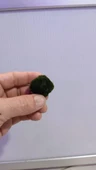Canlı Bitki Yosun Topu ML thumbnail 4