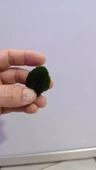 Canlı Bitki Yosun Topu ML thumbnail 3