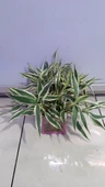 Canlı Bitki L063 dracaena sanderiana thumbnail 1