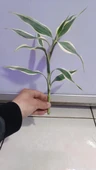 Canlı Bitki L063 dracaena sanderiana thumbnail 2