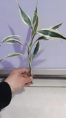 Canlı Bitki L063 dracaena sanderiana thumbnail 3