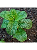 Nane Tohumu - 3 Gram thumbnail 3