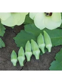 Japon Bamya Tohumu - 10 Gram thumbnail 2