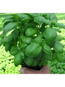 Fesleğen Tohumu - 3 Gram thumbnail 3