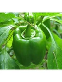 Çoklu Tohum Dolma Biber Kandil - 5 Gram thumbnail 3