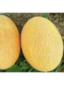 Kavun Ananas Tohumu - 5 Gram thumbnail 3