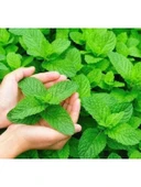 Nane Tohumu - 3 Gram thumbnail 2