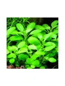 Lobelia Cardinalis Saksı Canlı Bitki thumbnail 2