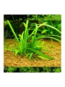 Sagittaria Subulata, Saksıda Canlı Bitki, Su Bitkisi thumbnail 1