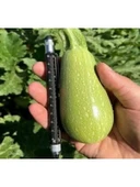 Dolmalık Kabak Tohumu - 10 Gram thumbnail 2