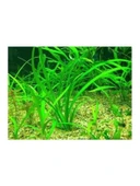Sagittaria Subulata, Saksıda Canlı Bitki, Su Bitkisi thumbnail 2