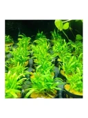 Sagittaria Subulata, Saksıda Canlı Bitki, Su Bitkisi thumbnail 3