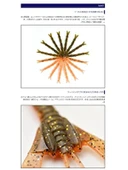 Silikon Yem - Flash Tasarımlı 3.2" #422T thumbnail 3