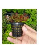 Canlı Bitki, Ludwigia Mini Super Red Saksıda thumbnail 3