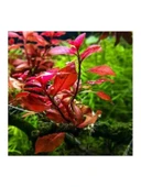 Canlı Bitki, Ludwigia Mini Super Red Saksıda thumbnail 1