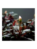 Bucephalandra Mini Coin Saksı Canlı Bitki thumbnail 2