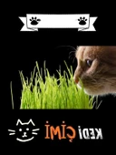 Yıl Boyu Yeşil Kedi Çimi - Pomponet thumbnail 2