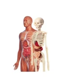 Eğitici İnsan Anatomisi Seti thumbnail 3