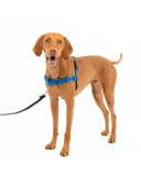 Easy Walk Köpek Koşum Takımı thumbnail 1