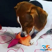 Peluş Oyuncak - Little Monster Turuncu thumbnail 2