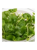 Cardamine Lyrata In Vitro Canlı Bitki thumbnail 3