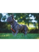 Ayarlanabilir Köpek Harness, XS Boy thumbnail 2