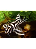 Spirulina Tabs 24 Tablet thumbnail 2