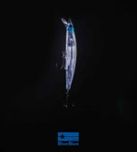 BLOOWIN! 80 SINKING 8G #32 thumbnail 2