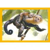 Clementoni Baby Cuddles Puzzle 4 in1 thumbnail 4