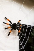 Halloween Örümcek Figür 50 Cm Siyah-Turuncu thumbnail 2