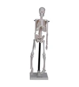 İskelet Modeli 46 Cm Standlı thumbnail 2