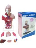 İnsan Vücudu Küçük 28 cm thumbnail 5