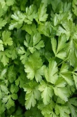 Maydanoz Tohumu 25 Gr thumbnail 2