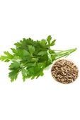 Maydanoz Tohumu 25 Gr thumbnail 3