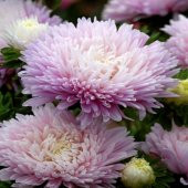 Pompon Rose Aster Çiçeği Tohumu (50 tohum) thumbnail 1