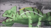 Kutulu Model Bukalemun thumbnail 2