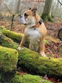 Max Molly Ethnic Smart ID Köpek Boyun Tasması Medium thumbnail 4