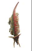 Sert Plastik Dinozor Figürü Triceratops thumbnail 5