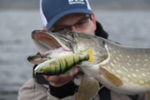 Duo Realis Onimasu CCC3836 Rainbow Trout ND thumbnail 4