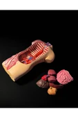 TuransoyCraft Anatomik Vücut Modeli 17 Cm thumbnail 5