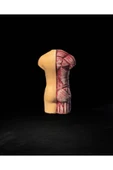 TuransoyCraft Anatomik Vücut Modeli 17 Cm thumbnail 4