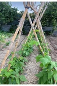 Bitki Destek Çubuğu 100cm (10 ÂDET) thumbnail 2