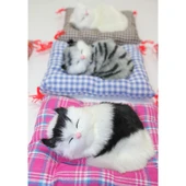 Yastıkta Uyuyan Kedi Sesli thumbnail 2