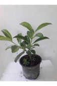 Ithal Kartopu Çiçeği _ Lucidum 30-60 cm thumbnail 1